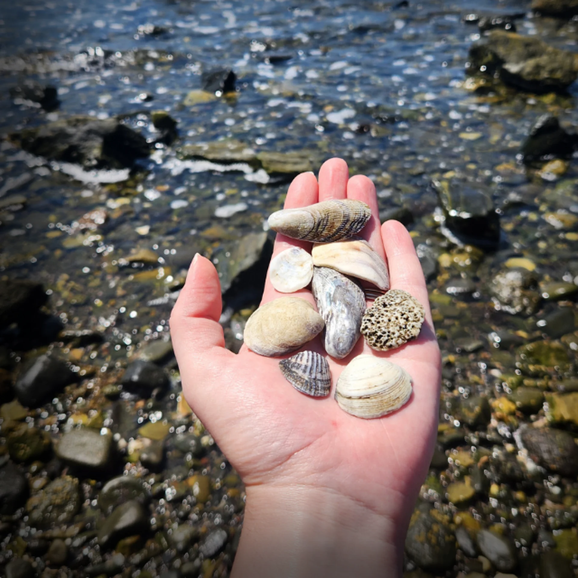 A hand holding an assortment of seashells at the rocky shoreline