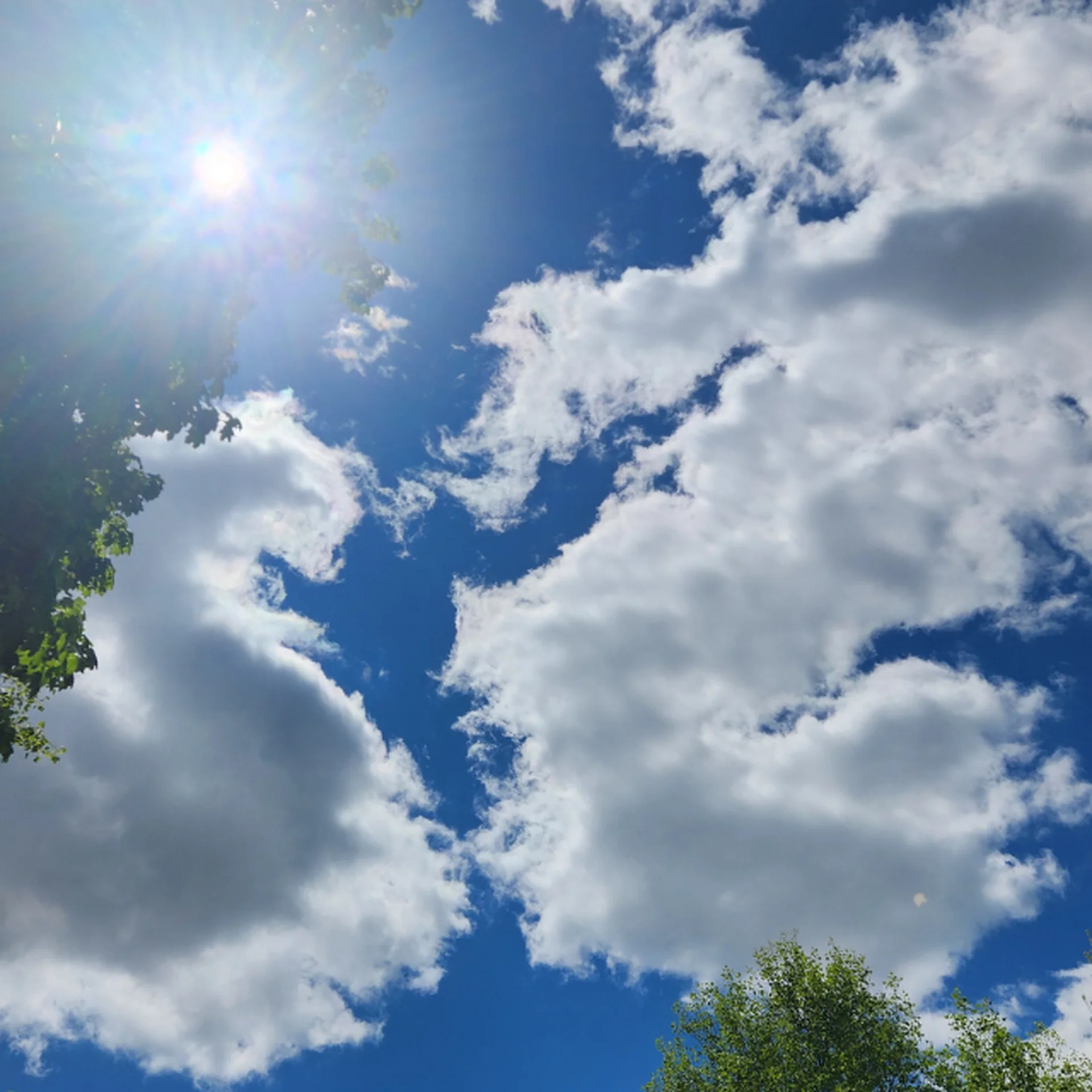 Picture of the sky with shapely clouds and tree canopy from the ground's point of view