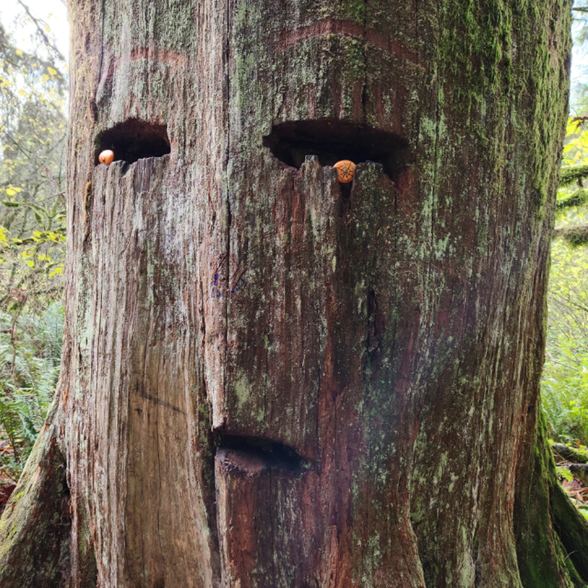 Large tree trunk of the pacific northwest with carvings to look like a face