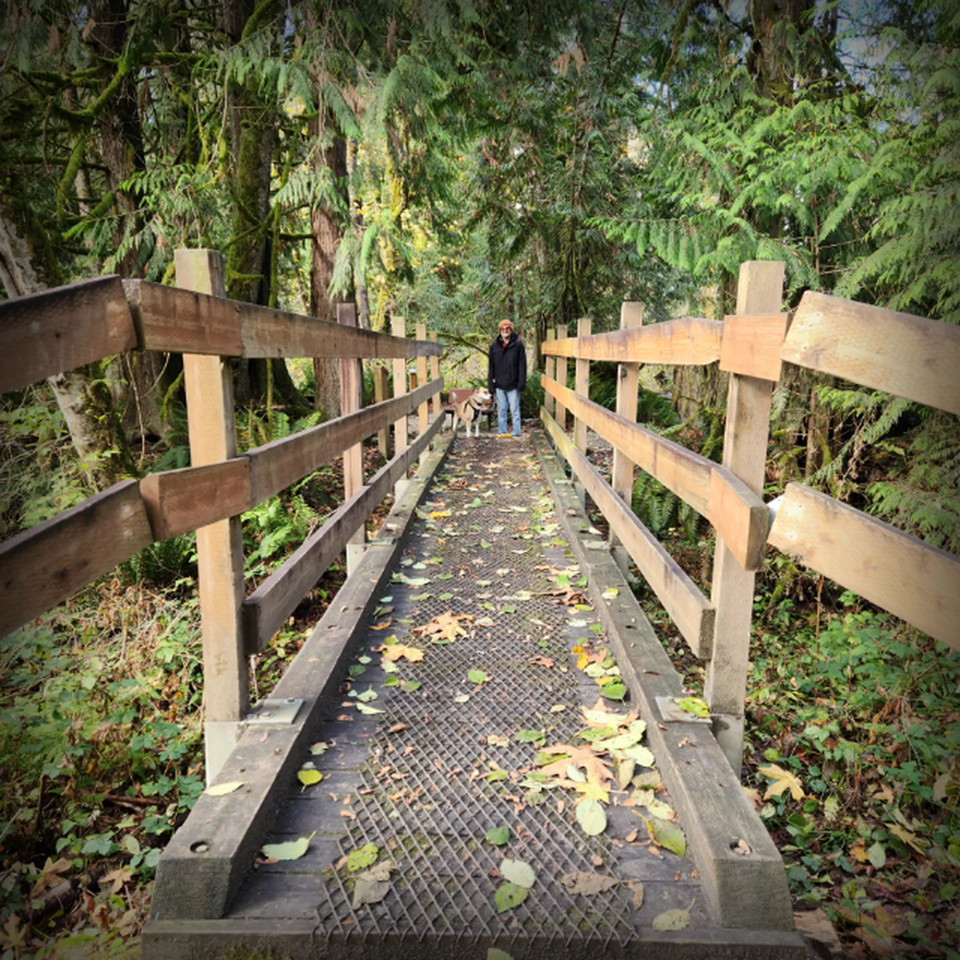 Pacific northwest forest trail depicting bridge with a hiker and his dog